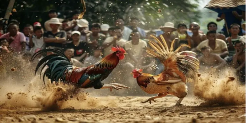 Phân tích chiến kê trước khi tham gia đá gà cựa dao hiệu quả