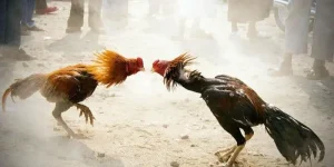 đá gà trực tiếp
